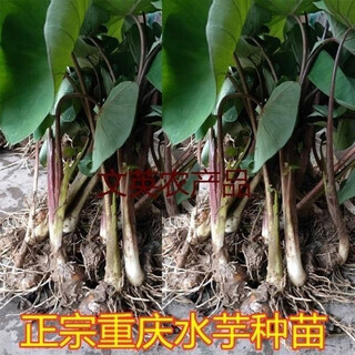 Water taro seedlings chongqing farmers' home-grown water taro seedlings fresh powdery glutinous water taro seedlings are dug and grown now