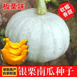 Xinjiang silver chestnut pumpkin seeds chestnut flavor pumpkin sweet powder glutinous edible white pumpkin resistant to storage and transportation in spring seasons original seeds 1 pack about 32 pieces silver chestnut pumpkin soft, waxy and sweet