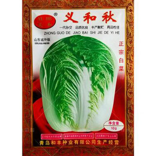 Autumn sown chinese cabbage seeds in vegetable gardens and field planting for farmers, winter cabbage vegetables, and autumn cabbage seeds, 10 grams, about 1,000 grains