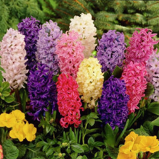 Zuojia garden imported 3 large hyacinth seed bulbs for hydroponics in the office, soil culture potted plants that bloom in winter and are easy for beginners to grow, 1 ball each of red, yellow, blue, white, pink and purple, a total of 6 balls, circumference 16-17cm