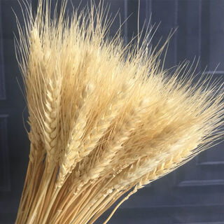 Aiman natural wheat ears dried flower bouquet for new store opening barley gift living room pastoral decoration photography props 100 white wheat ears