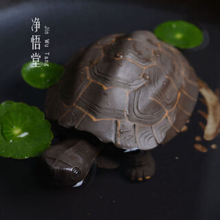 He jiagong tea pet ornaments purple sand tea pet retractable longevity turtle shaking head turtle ornaments