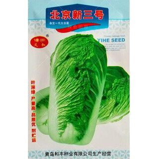 Autumn sowing chinese cabbage seeds in vegetable gardens and field planting for farmers, about 1,000 seeds of winter cabbage vegetables zijie and beijing new no. 3 cabbage