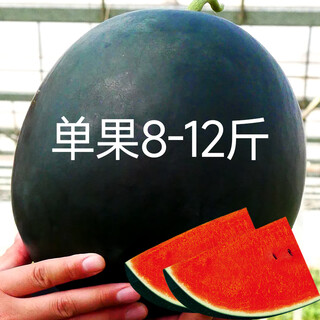 Beishu black watermelon seeds red heart fruit yuqilin black watermelon seeds 10 capsules