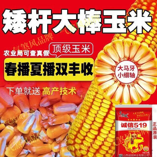 Оригинальные семена кукурузы, стабильная урожайность, двойные стебли, короткие стебли, устойчивость к засухе и затоплению, устойчивость к болезням и устойчивости к полеганию, семена кукурузы, одобренные на национальном уровне на севере и юге, оригинальная упаковка национального одобрения, оригинальная фабрика, стабильная урожайность, двойные стебли, король королей, целостность, очищенное омоложение, улучшенная версия (1 му земли), подарочная упаковка для увеличения производства