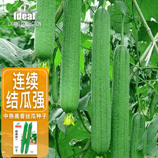 Ldeal ideal agriculture morning fragrance luffa seeds meat luffa seeds old varieties mid-ripe four seasons summer vegetable seeds