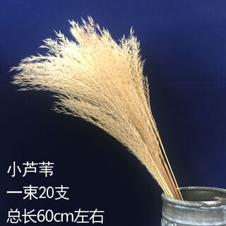 Aiman natural wheat ears dried flower bouquet for new store opening barley gift living room pastoral decoration photography props 20 small reeds