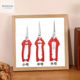 Delijia imported stainless steel fruit-picking scissors, gardening scissors, pruning shears, grape pitaya scissors, special scissors for picking pepper, multi-functional stainless steel fruit-picking scissors, large and sharp, plastic scissors 1 pack, safe and not hurt your hands