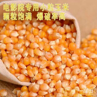 Chihui popcorn seeds special spherical high-yielding disease-resistant early-maturing popcorn seeds for spring garden field planting popcorn corn seeds about 10 grams simple package + fertilizer