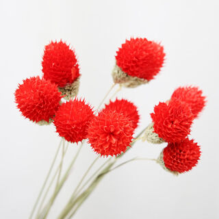 Aiman natural chrysanthemum dried flowers real flowers air-dried ins internet celebrity flower decoration ornaments literary flower arrangement nordic decoration red fortune fruit 10 pieces