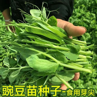 Pea seedling seeds do not require pea tip seeds, autumn southern bean seedlings, green sprouts, sprouts, sowing farm vegetables in all seasons, vegetable farmers 10 packs, field quality