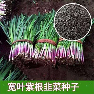 Purple root leek seeds, four-season seeds, red root, wide-leaf root seedlings, vegetable seedlings, large-leaf seeds, four-season multi-crop purple root leek, original three packs of 900 capsules