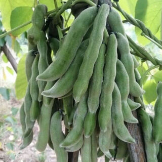 Dog's claw bean seeds, mucuna pruriens, dog's claw bean seeds, dragon's claw mucuna pruriens, dragon's claw bean, cat beans, dog's bean seeds, dog's claw bean seeds 20 capsules