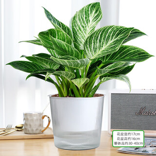 Hua weng hydroponic green princess flower and green plant potted plant a-grade large pot platinum diamond (light tide water-absorbing basin) straight from the source
