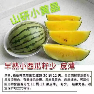 8424 authentic grafted seedlings with soil seedless midu kirin early mature seedlings watermelon seedlings yellow soil watermelon seedlings buy 10+10 real hair 20 trees + fertilizer