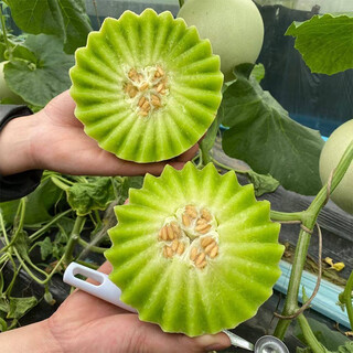Shouhe melon seeds, shandong crispy shouguang boyang dabaisha honey, a complete collection of fruits sown in winter and spring, early maturing, shouhe jade mushroom melon seeds, 30 original pieces