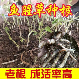 Houttuynia cordata seeds fresh old root seeds with mud and without leaves buds potted vegetable planting roots 500g