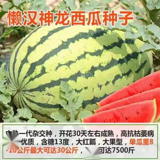 8424 authentic grafted seedlings with soil and seedless midu kirin early mature seedlings watermelon seedlings lazy man watermelon seedlings buy 10+10 real hair 20 plants + fertilizer
