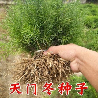 Authentic asparagus seeds yunnan asparagus seeds seedlings asparagus seeds asparagus seeds asparagus chinese medicinal seeds asparagus seeds trial 100 capsules