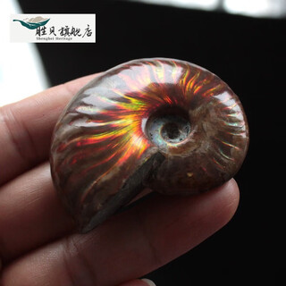 Shengbei natural ammonite snail fossil colorful ammonite biological fossil raw stone specimen ammonite gemstone ornament children's popular science 6-7cm one