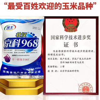 Wangyuanxing short big stick jingke 968 national-approved field planting hybrid corn seed base high-yield large ear disease-resistant corn seed jingke 968/4000 grains