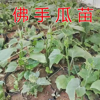 Chayote seedlings, seedlings with roots, seeds, larvae seedlings, melon seedlings, handrail melon planting seedlings, 1 chayote seedling