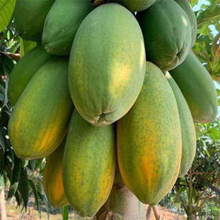 Papaya seeds hainan red heart papaya rock sugar papaya papaya seeds balcony courtyard potted fruits and vegetables for four seasons sowing papaya seeds 50 capsules