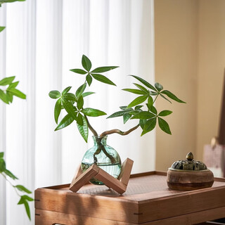 Eight-bud hydroponic plant money tree small pan bodhi desktop potted plant purifying air indoor decoration office green plant flowers double-pole money tree-light luxurious small blue bottle-geometric wooden frame contains pot
