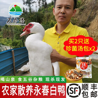 Double black yongchun white duck net weight 3jin jin is equal to 0.5 kg farmer's red-faced muscovy duck freshly killed duck duck meat native duck shelduck sf delivery yongchun white duck whole + shigu white duck soup bag default 20