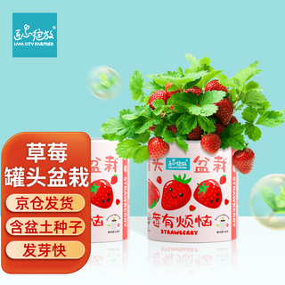 Iam city farmer strawberry canned potted plant potted kindergarten seed student diy plant planting observation work 10062