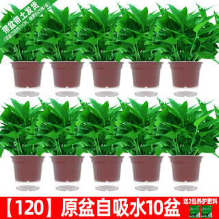 Green intentional potted potted indoor plants, flowers, green plants, hydroponics, long vines, hanging large-leaf green baskets for new homes, formaldehyde removal for new homes, 120 original pots for water storage, 10 pots + pot + 10 fertilizer, shipped with pots and soil