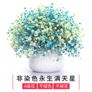 Gypsophila dried flowers with vase real flowers natural decorative ornaments internet celebrity ins large bunch bedroom living room decoration display pro two-color gypsophila green + blue (including vase) dried flower bag