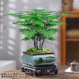 Flower list potted plants indoor flowers and green plants fine small asparagus + square porcelain pot + base + moss source straight hair