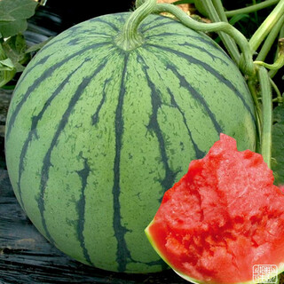 Dayu lazy man watermelon seed seedlings extra large suitable for early maturing lazy people in the south 8424 kirin melon meidu seedless fruits and vegetables meidu watermelon seeds 25 capsules