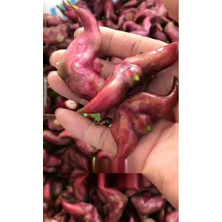 Old water chestnut seed seedlings, pond aquatic plant water chestnut seedlings, planting green water chestnut seeds, four-season vegetables, red water chestnut seeds, special grade red water chestnut (seeds) 100 pieces