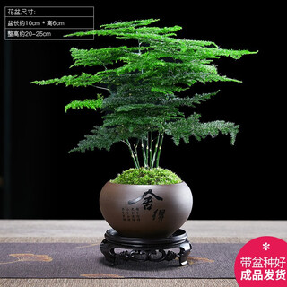 Asparagus asparagus potted plant indoor greening four seasons mini office green plant ornaments desktop good to raise creative small bonsai asparagus + small purple clay pot + round chassis good with potted plants