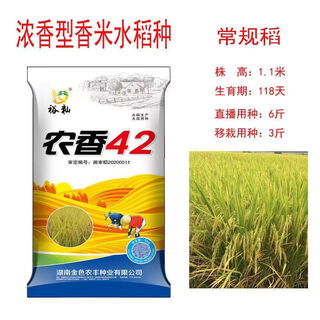 Tribute rice, jade needle, fragrant rice seeds, long-grain fragrant rice, regular rice, high-quality late rice seeds, nongxiang 42 seeds, 4jin jin equal to 0.5 kg (long-grain fragrant)
