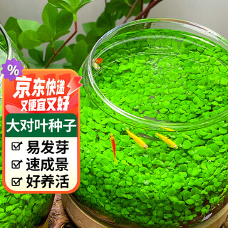 Crazy aquatic plant (FKSC) aquatic plant seeds hydroponic green plants aquatic plant seeds directly into the tank fish tank landscaping aquatic plant seeds large pairs of leaves