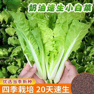 Early maturing creamy cabbage seeds. vegetable seeds for sowing in all seasons in spring, summer and autumn. vegetables grown in balcony fields. planting at 15 degrees for all seasons. creamy cabbage seeds. selected 1 pack of approximately 1112 seeds.