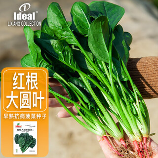 Ldeal ideal agriculture red root large round leaf spinach seeds vegetable seeds summer balcony vegetable high germination rate seeds