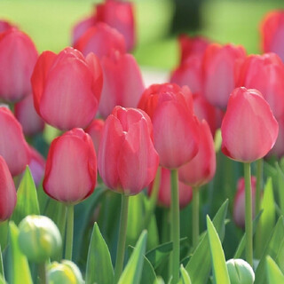 Zuojia garden 5 large tulip bulbs natural balls dutch imported tulip seeds hydroponic soil culture cold-resistant flowers red changan 5 balls 11-12cm