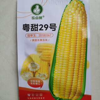 Sowing mood super sweet waxy corn seed black sweet glutinous sticky colorful waxy fruit corn seed larvae field high yield big stick easy living hybrid <national approval> yellow sweet fruit corn 1 pack about 50 grains no specifications