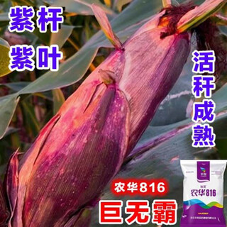 Ursprüngliche maissamensammlung von nongxi liangshou, ertragreiche zwillinge, kurze stängel, dürre- und Überschwemmungsresistenz im norden und süden, von der national academy of agricultural sciences zugelassene große stäbchen, nonghua 816 violette stängelzwillinge, empfohlen 4200 körner + song 300 körner, ein hektar land