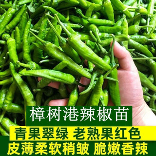 Authentic zhangshugang pepper seedlings with soil seedlings local nearby various vegetable seedlings hong kong pepper devil pepper screw pepper zhangshugang 1 tree shipped with soil