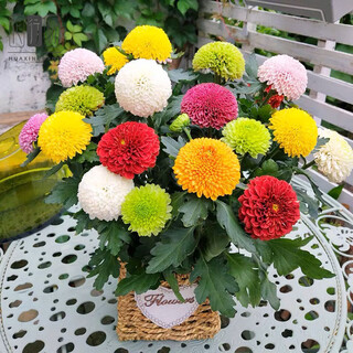 Цветочный список Хризантема в горшке Сентябрь Хризантема с тысячей головок Холодостойкие и простые в выращивании комнатные и уличные цветочные растения Хризантема для пинг-понга / смешанный источник цвета, прямые волосы