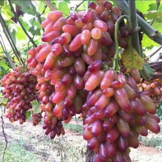 Grape seeds potted fruit tree seeds grape balcony fruit seeds grape tree raisin planting goldfinger grape seeds 28 capsules p