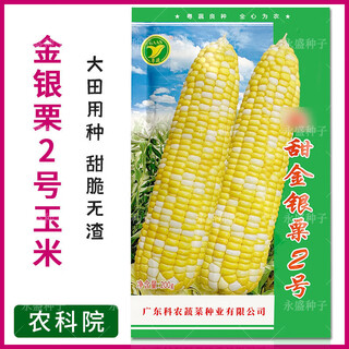 Wangyuanxing academy of agricultural sciences super sweet golden and silver chestnut no. 2 corn seeds four seasons high yield extra large fruit sweet corn seeds golden and silver chestnut no. 2 100g original academy of agricultural sciences extra sweet