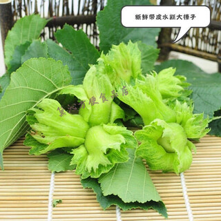 Specialty youlian 24-year-old fresh large hazelnuts new arrival northeastern wild hazelnuts without green skin water kernels peeled raw hazelnuts 5 jin jin is equal to 0.5 kg, with green skin water kernels 500 grams (1 jin jin is equal to 0.5 kg)