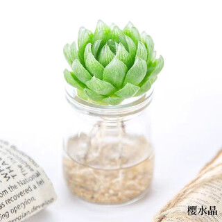 Planta verde suculenta hidropónica xingxiang en maceta de cristal de cereza + mini botella de vidrio para pudín + cuentas hidropónicas directamente de la fuente