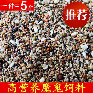 Pigeon food 5jin jin is equal to 0.5 kilograms devil feed pigeon food pigeon feed pigeon food feed nutrition turtle dove young pigeon homing pigeon